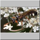 Mellinus crabroneus - Grabwespe w24 12mm - OS-Wallenhorst Sandgrube.jpg